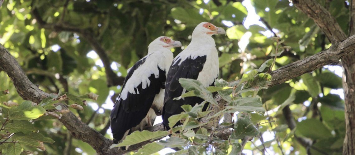 Palm-nut vultures (Gypohierax angolensis)